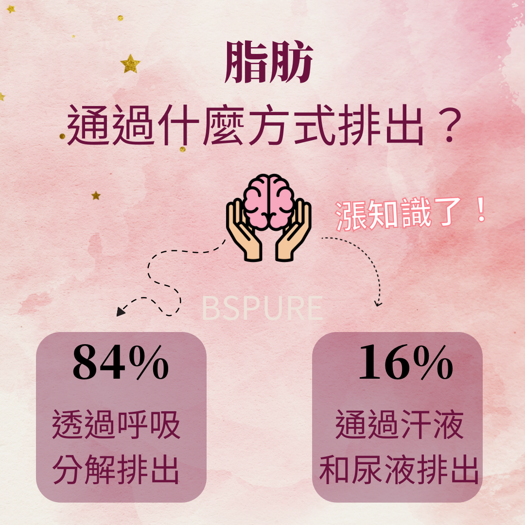 瘦身指南：脂肪通過什麼方式排出？